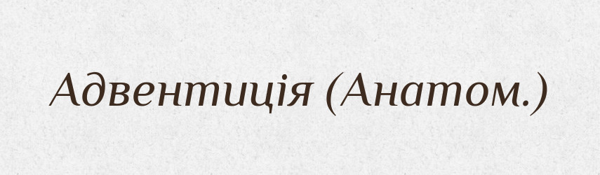 Адвентиція (Анатом.) — Словник чужомовних слів і термінів