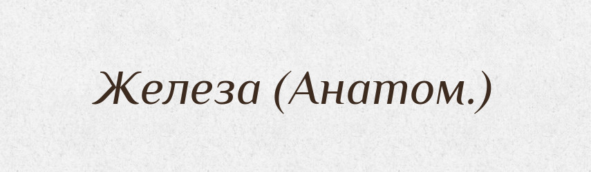 Железа (Анатом.) — Словник чужомовних слів і термінів