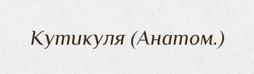 Кутикуля (Анатом.) — Словник чужомовних слів і термінів