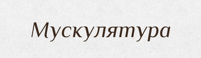 Мускулятура — Словник чужомовних слів і термінів