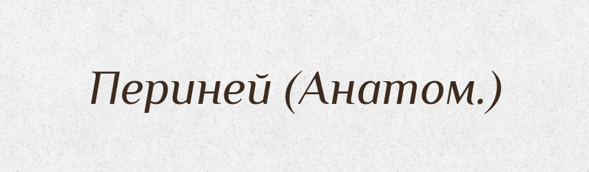 Периней (Анатом.) — Словник чужомовних слів і термінів