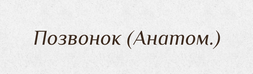 Позвонок (Анатом.) — Словник чужомовних слів і термінів