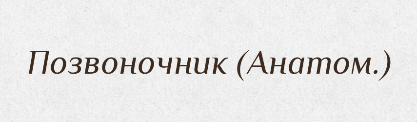 Позвоночник (Анатом.) — Словник чужомовних слів і термінів