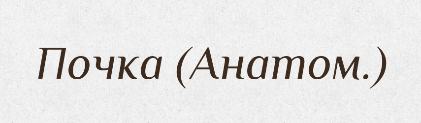 Почка (Анатом.) — Словник чужомовних слів і термінів