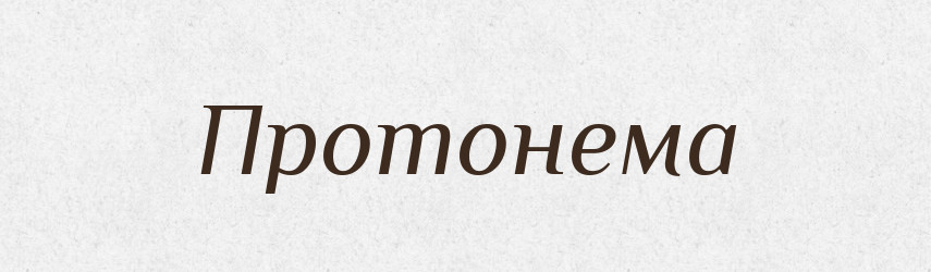 Протонема — Словник чужомовних слів і термінів