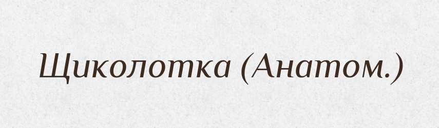 Щиколотка (Анатом.) — Словник чужомовних слів і термінів